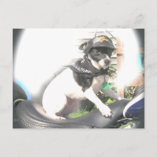 Carte Postale Sassy Biker Rat Terrier Babe
