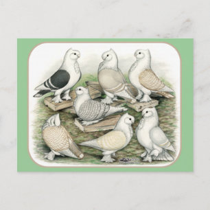Carte Postale Satinettes de pigeons de frill classique