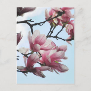 Carte Postale Saucer Magnolia Tulip Tree Fleurs Photo