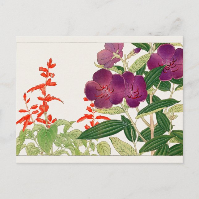 Carte Postale Sauge écarlate, Melastoma par Tanigami Konan (Devant)