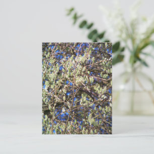 CARTE POSTALE SAULE DE PRINTEMPS