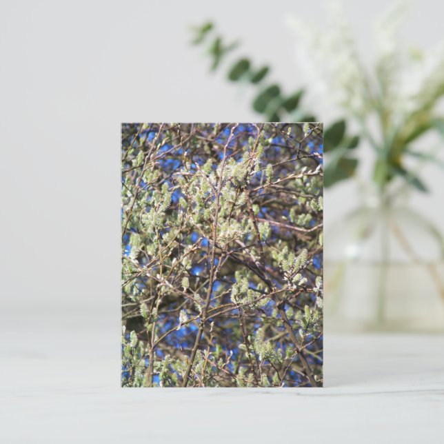 CARTE POSTALE SAULE DE PRINTEMPS (Debout devant)