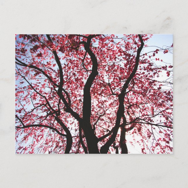 Carte postale Saule pleureur à fleurs roses (Devant)