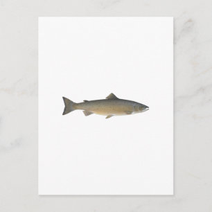 Carte Postale Saumon Atlantique