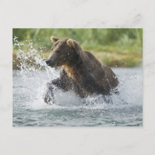 Carte Postale saumon Brown de chasse à l'ours dans la rivière