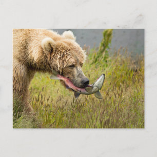 Carte Postale Saumon Brown pour manger l'ours