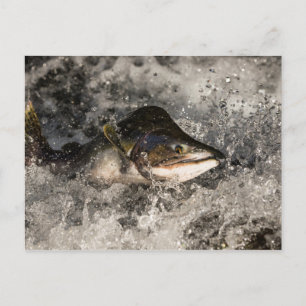 Carte Postale Saumon de saut