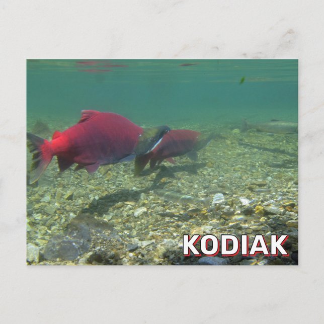 Carte Postale Saumon De Sockeye À Kodiak, Alaska (Devant)