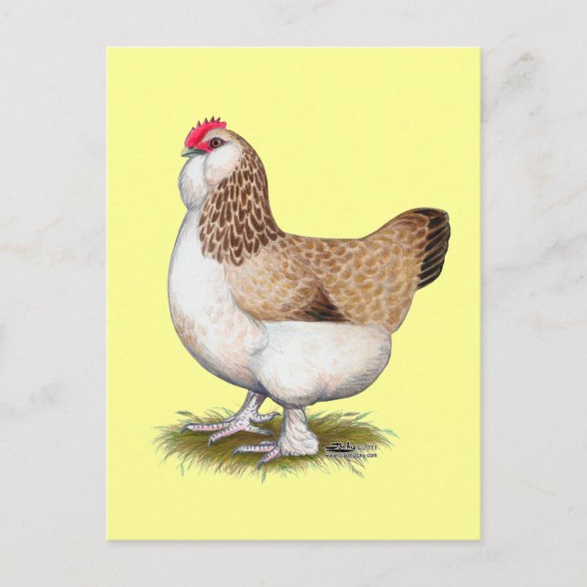 Carte Postale Saumon Faverolle Hen (Devant)