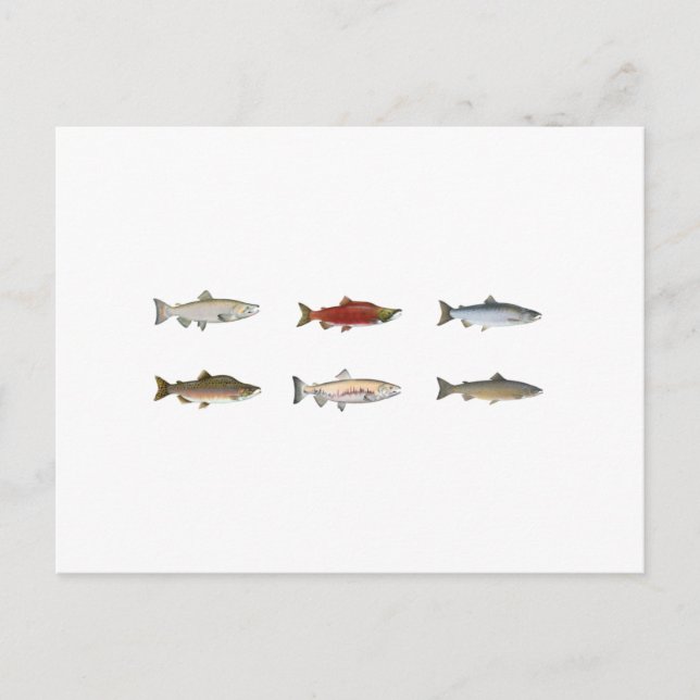 Carte Postale Saumon sauvage (Devant)