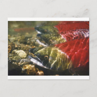 Carte Postale Saumon Sockeye