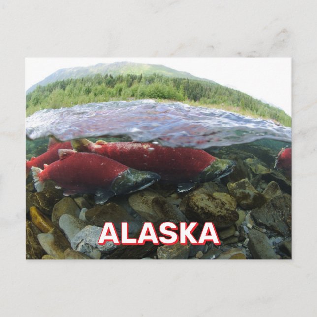 Carte postale Saumon Sockeye Alaska (Devant)