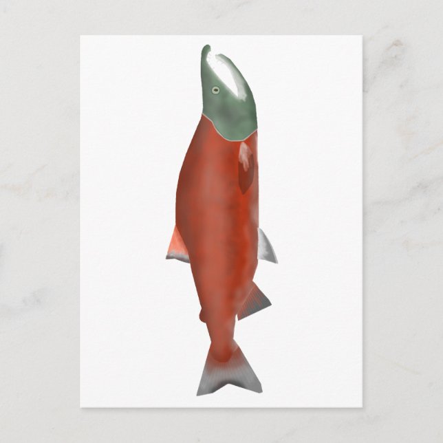 Carte Postale Saumon Sockeye - Phase de frai (Devant)