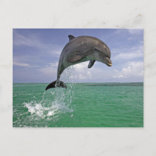 Carte Postale Saut dauphin