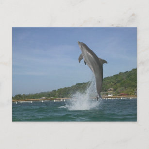 Carte Postale Saut dauphin, Roatan, Îles de la Baie, Honduras