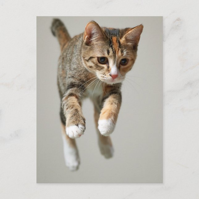 Carte Postale Saut de chat Calico (Devant)