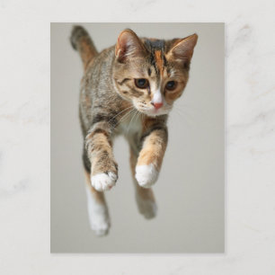 Carte Postale Saut de chat Calico