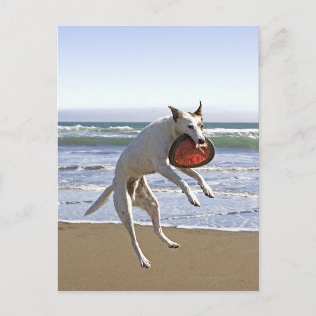 Carte Postale Saut de chien pour attraper une frisbee sur la pla (Devant)