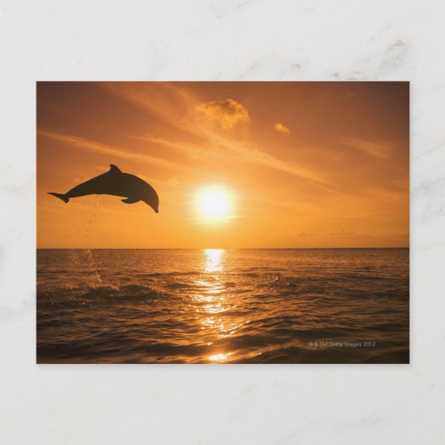 Carte Postale Saut de dauphin à vertige (Devant)