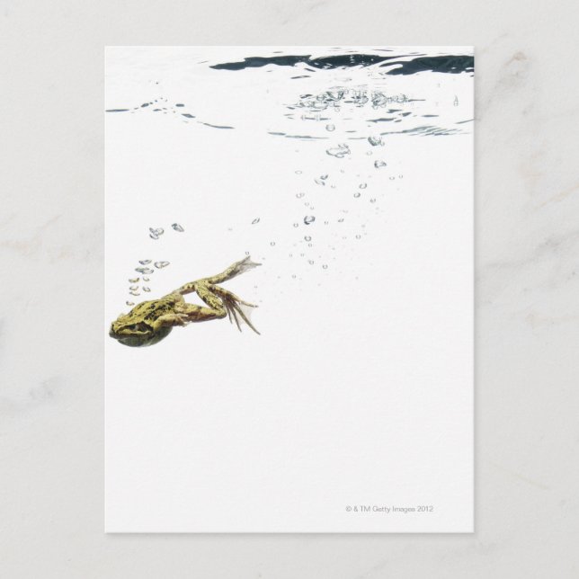 Carte Postale saut de grenouille et plongée dans l'eau (Devant)