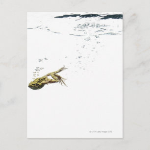 Carte Postale saut de grenouille et plongée dans l'eau