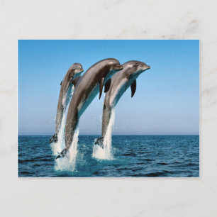 Carte Postale Sauter les dauphins