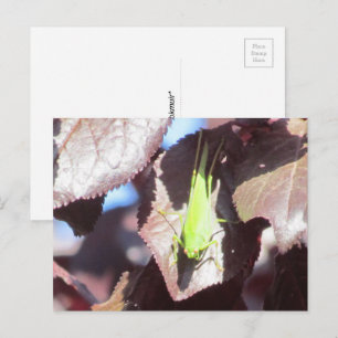 Carte postale - Sauterelle dans l'arbre