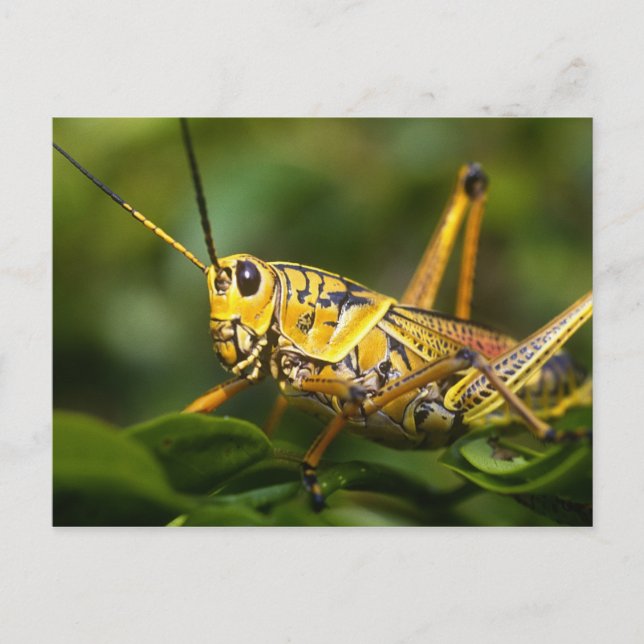 Carte Postale Sauterelle, Parc national des Everglades, Floride, (Devant)