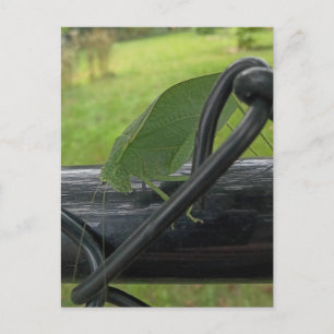 Carte Postale Sauterelle verte sur une clôture noire