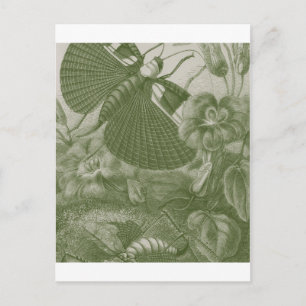 Carte Postale Sauterelles