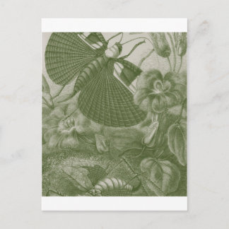 Carte Postale Sauterelles