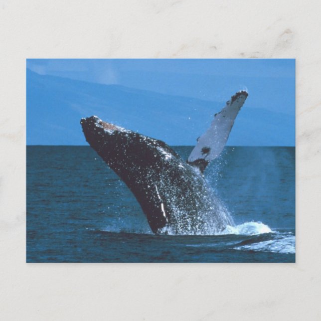 Carte Postale Sauts de baleines à bosse (Devant)