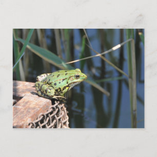 Carte Postale Sauts - grenouille verte au lac