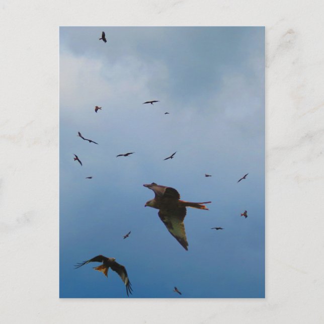 CARTE POSTALE SAUVAGE ET GRATUIT (Devant)