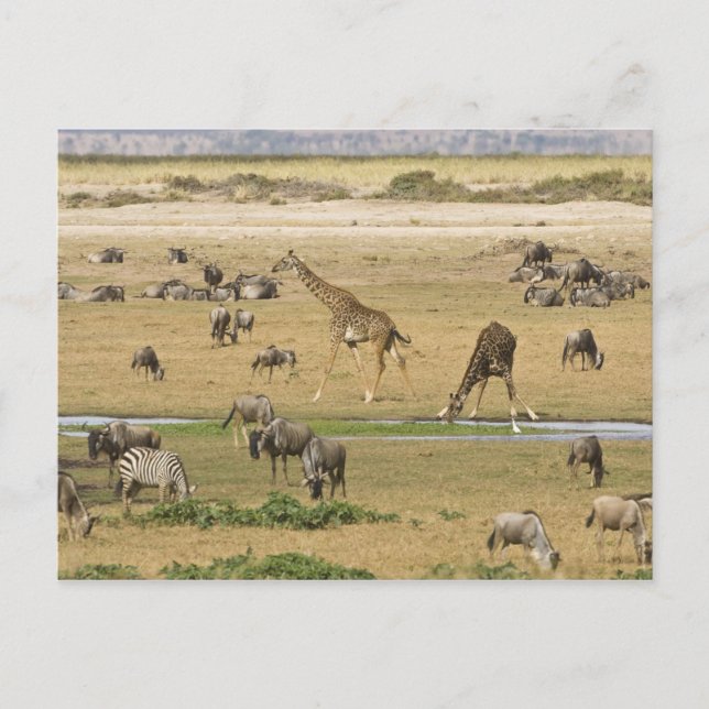 Carte Postale Sauvages, zèbres et girafes (Devant)