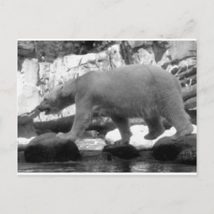 CARTE POSTALE SAUVER LES OURS POLAIRES