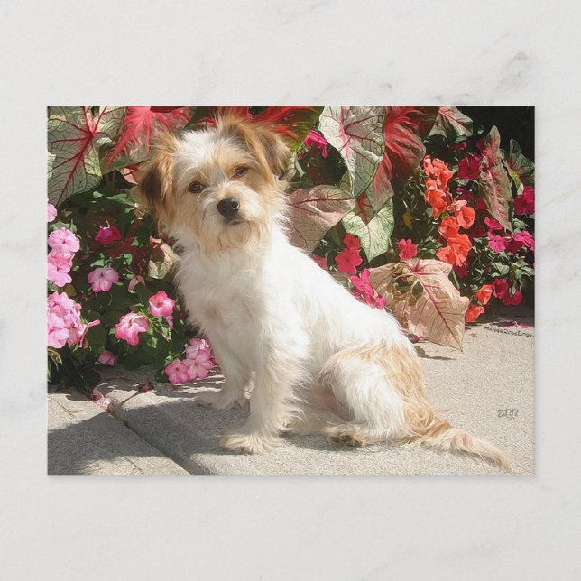 Carte Postale Sauvetage de chien de race Terrier mixte (Devant)