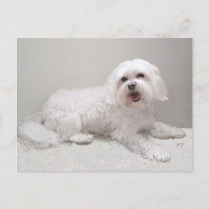 Carte Postale Sauvetage de Petit Chien Blanc (Maltais)