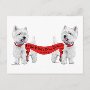 Carte Postale Sauvetage de petits chiens blancs