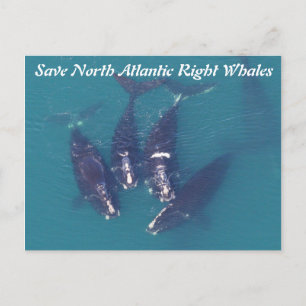 Carte Postale Sauvez les baleines noires de l'Atlantique Nord pa