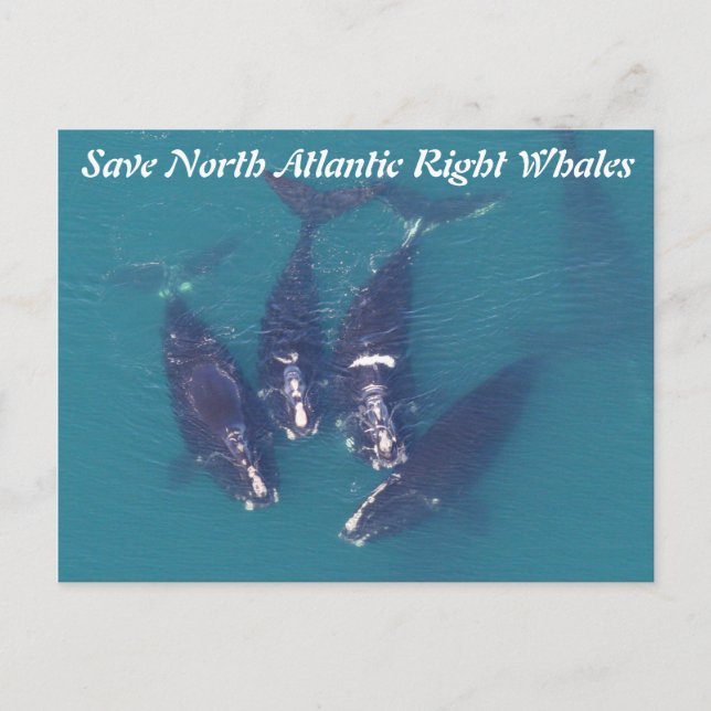 Carte Postale Sauvez les baleines noires de l'Atlantique Nord pa (Devant)