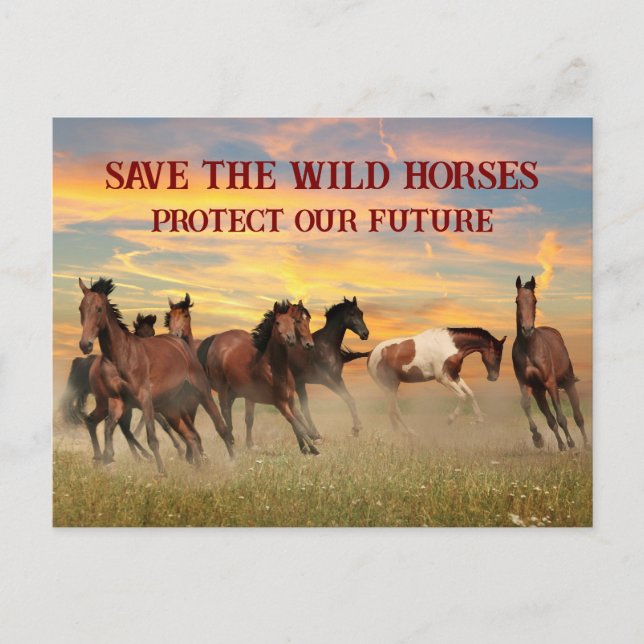 Carte Postale Sauvez Les Chevaux Sauvages (Devant)
