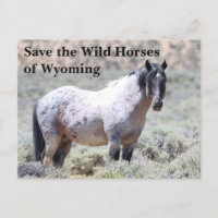 Sauvez les chevaux sauvages du Wyoming