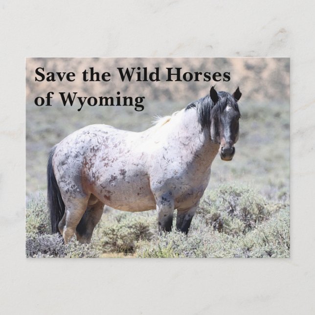 Carte Postale Sauvez les chevaux sauvages du Wyoming (Devant)