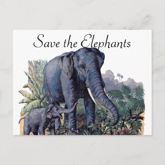 Carte Postale Sauvez les éléphants (Devant)