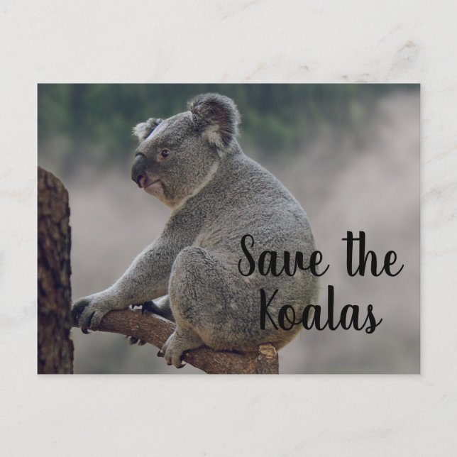 Carte Postale Sauvez les Koalas (Devant)
