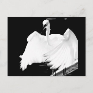 Carte Postale Sauvez les oiseaux de Floride