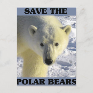 Carte Postale Sauvez les ours polaires
