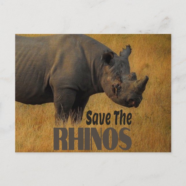 Carte Postale Sauvez Les Rhinos (Devant)
