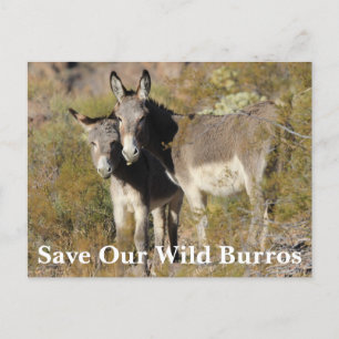 Carte Postale Sauvez nos Burros sauvages